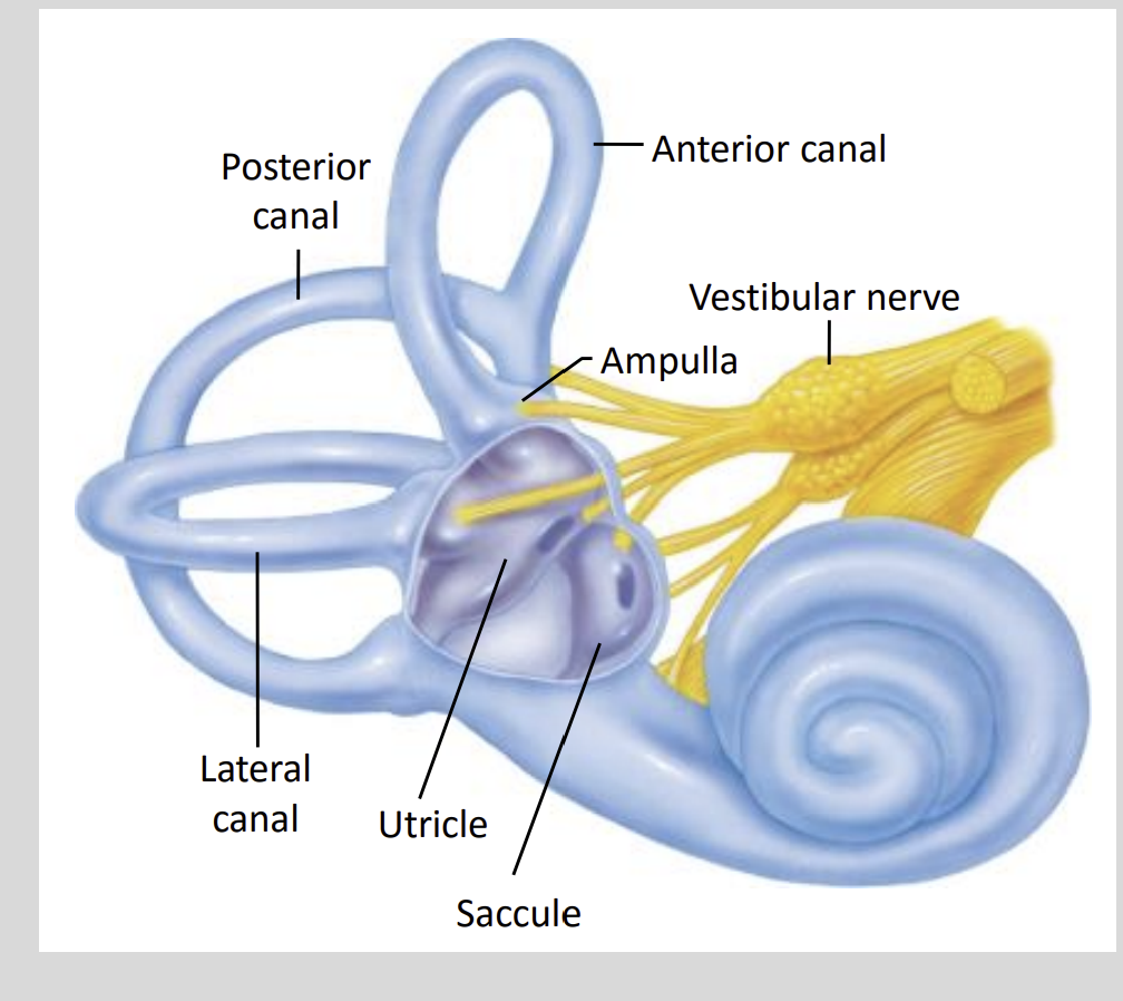 <ul><li><p>2</p></li><li><p>Saccule&nbsp;&amp; Utricle</p></li></ul><p></p>