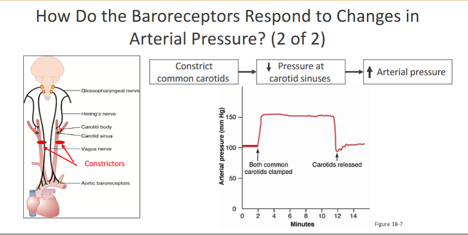 <p>Carotid sinus baroreceptors respond to pressures between 60 – 180 mm Hg.</p><p>• Baroreceptors respond to <em>changes</em> in arterial pressure.</p><p>• Baroreceptor reflex is most sensitive at a pressure of 100 mm Hg.</p><p>• As pressure<em> increases</em> the number of impulses from carotid sinus <em>increases </em>which results in</p><p>(1) inhibition of the vasoconstrictor (SNS)</p><p>(2) activation of the vagal center (PSNS)</p><p><strong><span>Constrict Carotids (constriction= less pressure= less stretcing)→ ↓ Pressure in Carotid Sinus → ↓ Baroreceptor Firing → Medulla (NTS/VMC) → ↑ Sympathetic Outflow &amp; ↓ Parasympathetic Outflow → ↑ Heart Rate &amp; ↑ Vasoconstriction → ↑ Arterial Pressure</span></strong></p>