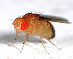 <p>Fruit flies</p>