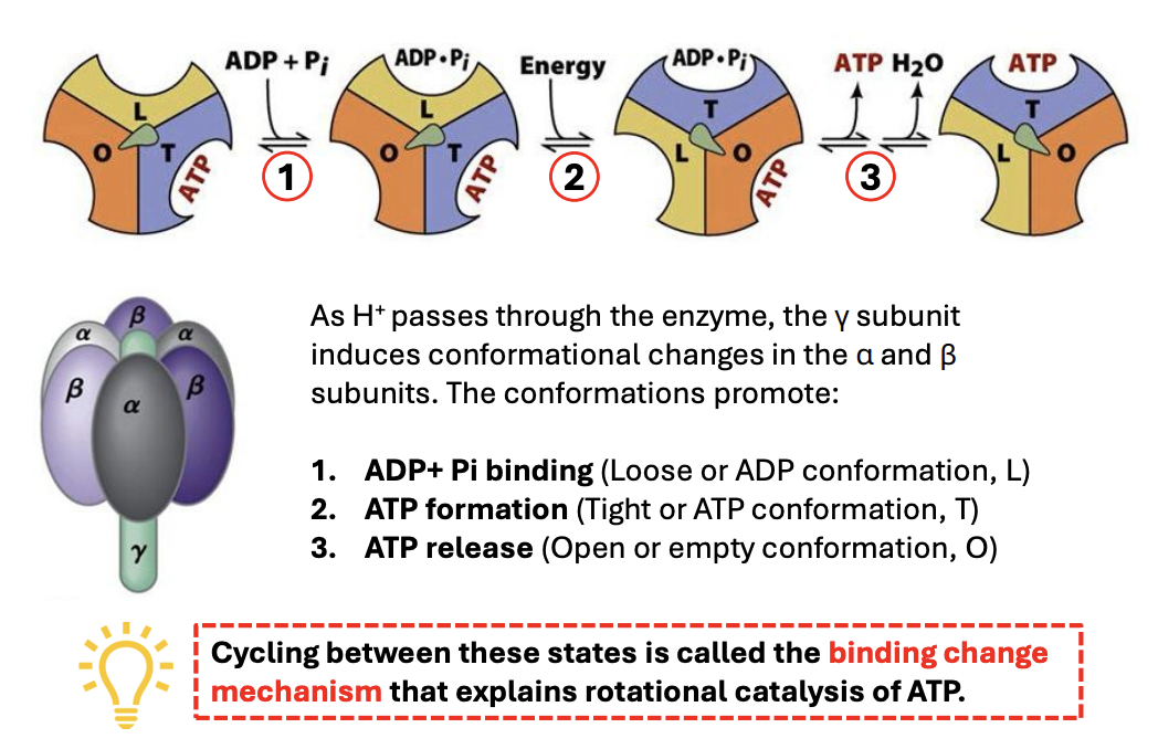 <ul><li><p><strong>Loose conformation</strong> = binds ligands loosely</p></li><li><p><strong>Tight conformation</strong> = binds ligands tightly, catalytically active</p></li><li><p><strong>Open / empty conformation</strong> = has very low affinity for substrates/products</p></li></ul><p></p>