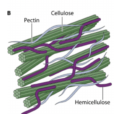 <p>Structural Carbohydrate - potentially digestible</p><p><span>a strong, rigid, carbohydrate molecule that forms the primary structural component of plant cell walls</span></p>