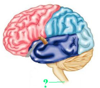 <p><span>Identify the indicated structure of the central nervous system.</span></p>