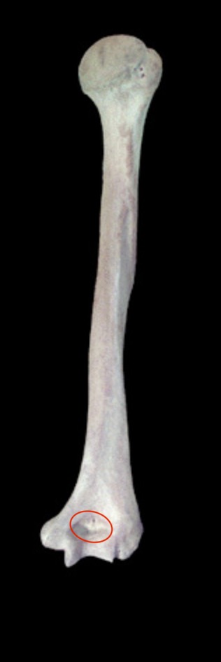 <p>What structure is this?</p>