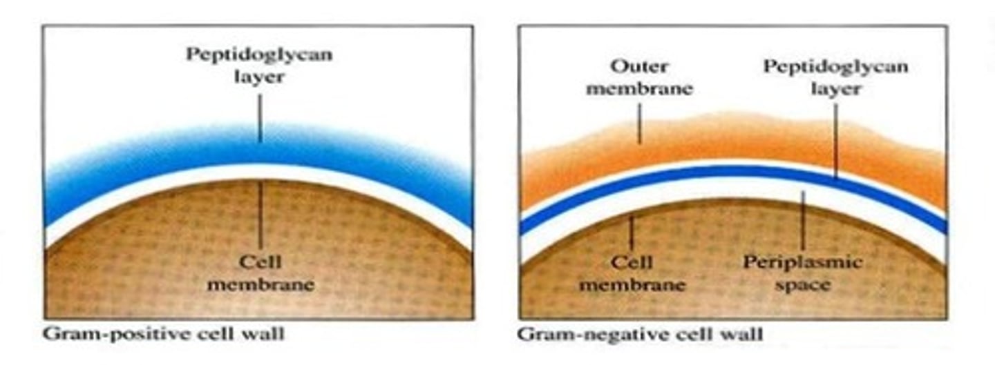 <p>What determines the gram stain result is the</p>