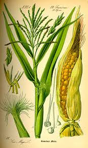 <p>zea mays</p>