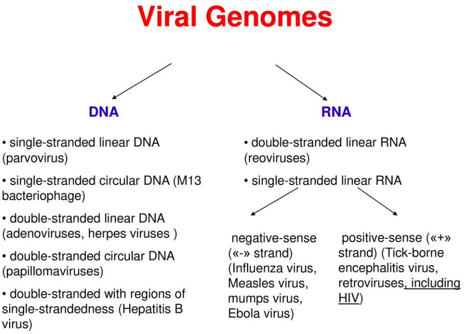 <p>viral </p>