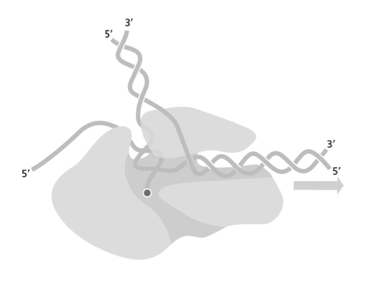 <p>what enzyme is depicted in the following schematic drawing?</p>