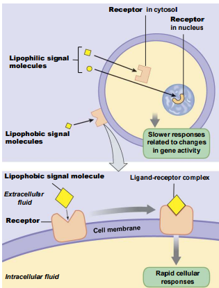 <p>Water-soluble ligands often bind to ——- receptors, while water-insoluble receptors often bind to ——— receptors.</p>