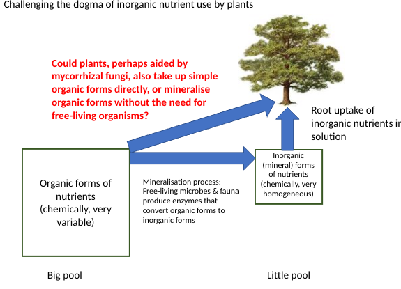 <p>AM fungal diversity can (sometimes) determine…</p><p>What does lack of fungal diversity below ground reduce?</p><p><em>Read diagram</em></p>