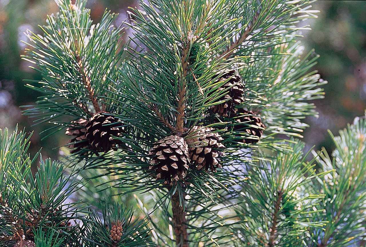 <p>Sosna zwyczajna</p>