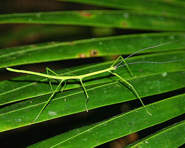 <p>Excellent camouflage; long, slender bodies or broad, leaf-like forms.</p>
