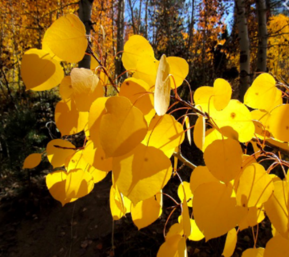 <p>Aspen</p>