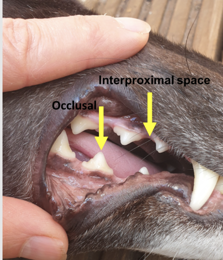 <p>occlusal surface-portion of tooth that comes in contact or faces the tooth in the opposite (PM, M)</p><p></p><p>coronal used as a term relating to the occlusal surface (crown of the tooth)</p><p></p><p>atypical - towards the apex (root) of the tooth</p><p></p><p>interproximal collective name refers to the surfaces of the tooth face next tooth in the same row</p>