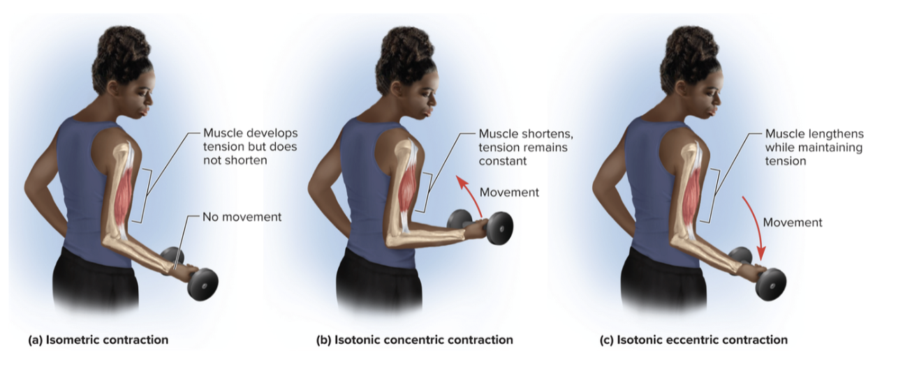 <p>Types of contractions</p>