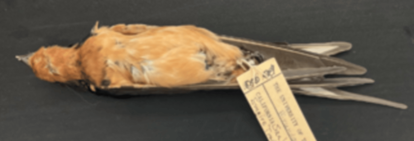 <p>DIET</p><p>- omnivorous (both plant and animals)</p><p>---------------------------</p><p>MODE OF CAPTURE</p><p>- captures insect prey on the wing</p><p>---------------------------</p><p>BEAK</p><p>- small </p><p>- short </p><p>- pointy</p><p>---------------------------</p><p>FOOT MORPHOLOGY</p><p>- Anisodactyl</p>