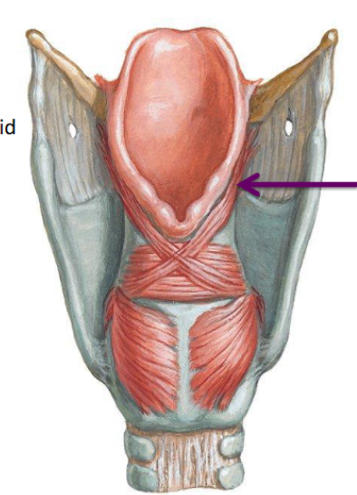 <p>Constricts the laryngeal opening, protecting the airways. </p>