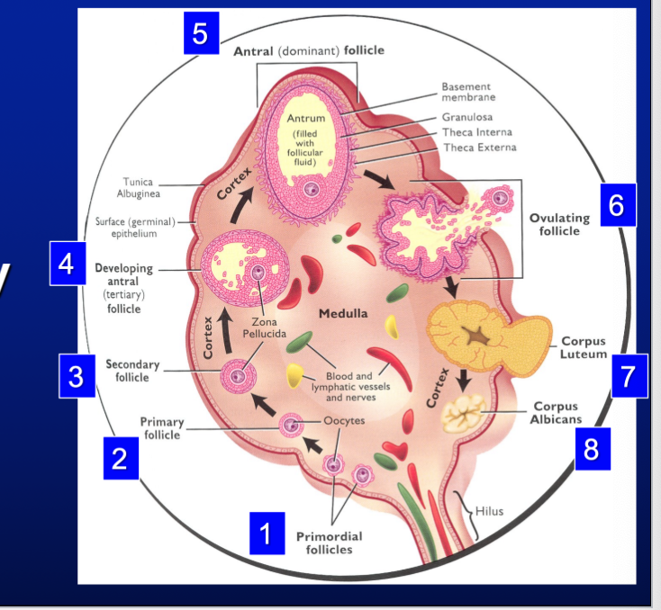 * located near kidneys
* function: to produce
  * gametes → ova
  * hormones
    * steroid - androgens, estrogens, progestins
    * protein - inhibin and relaxin