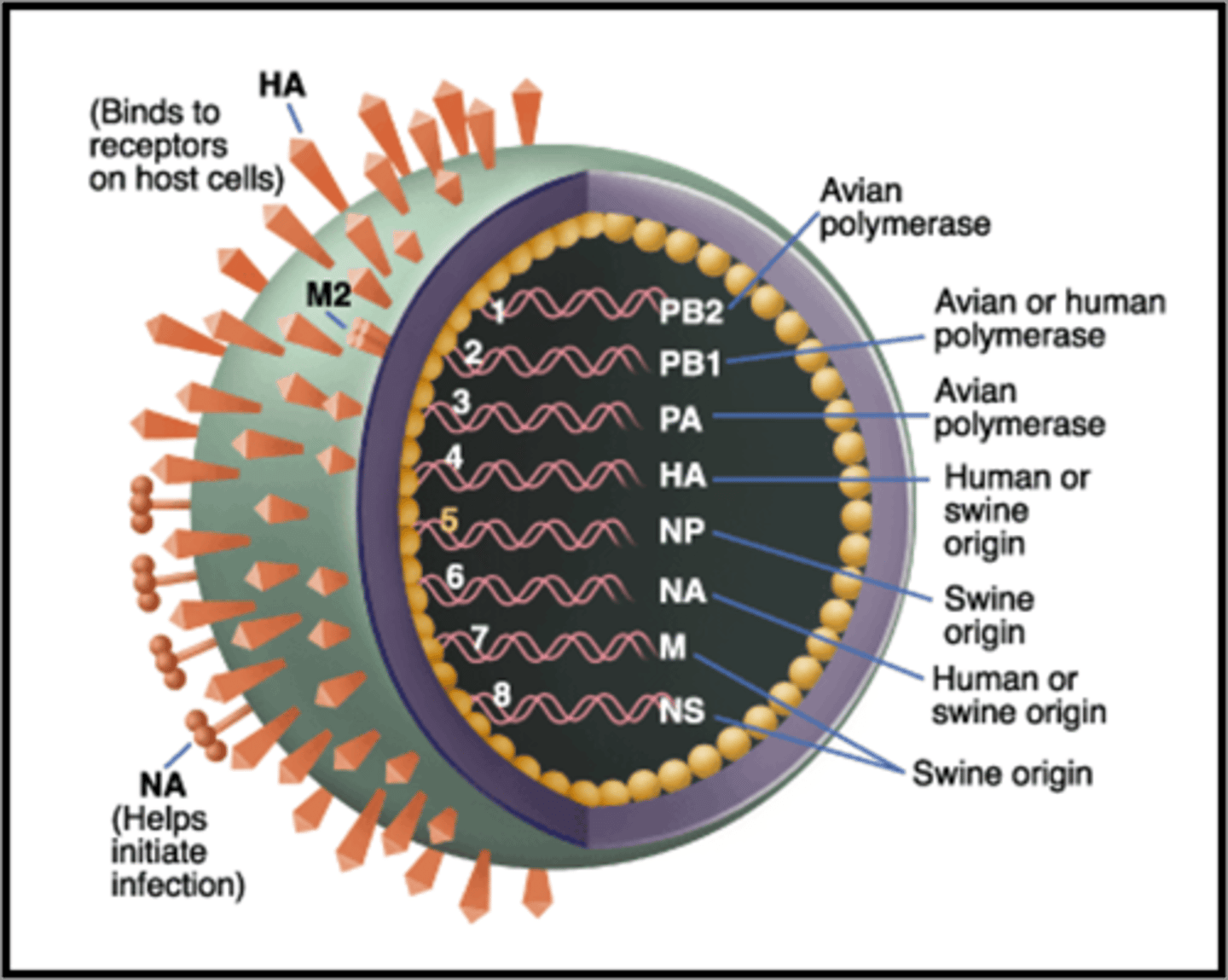 <p>This strain had genetic material from pig, bird/avian and human flu</p>