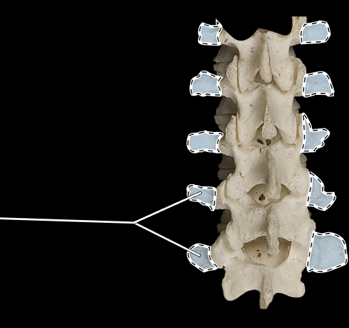 <p>What part of the vertebra is highlighted?</p><p>What region of the vertebral column is this?</p><p>(Posterior view).</p>