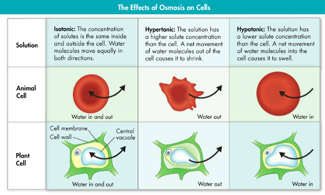 When a cell is placed in a hypertonic environment like in picture two, osmotic pressure increases & it goes through plasmolysis.             When a cell is placed in a hypotonic environment like in the third picture, it goes through cytolysis.