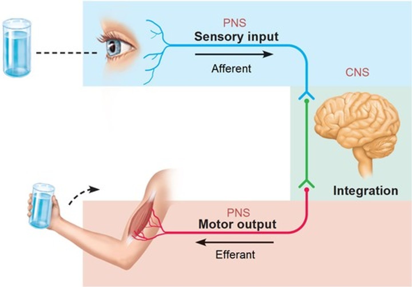 <p>1) Efferent nerves in the PNS activate effectors by releasing neurotransmitters</p><p>2) Somatic nerves to voluntary skeletal muscles (effectors)</p><p>3) Autonomic nervous system (involuntary) to internal organs (i.e. cardiac muscle, smooth muscle, and glands) has 2 pathways.</p>