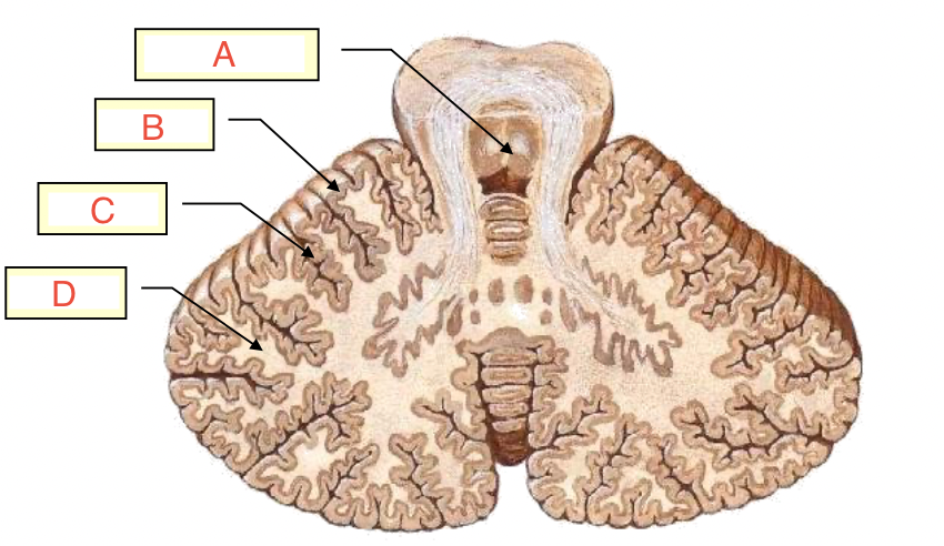 <p>C</p>