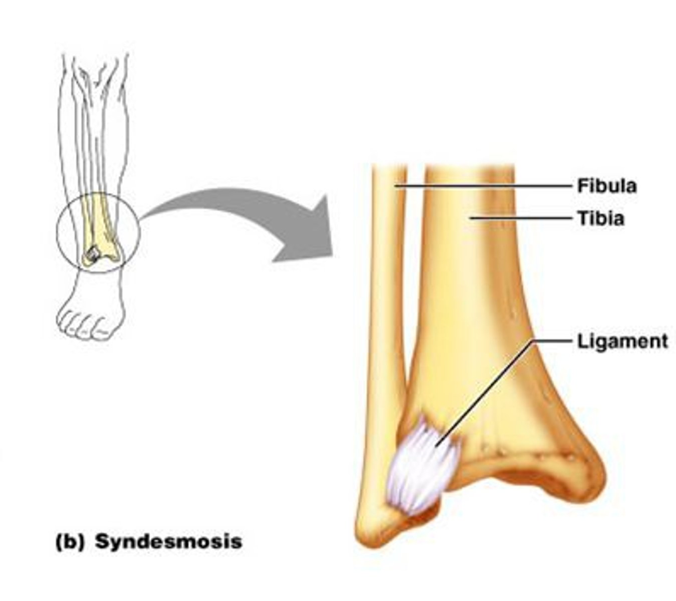 <p>a fibrous joint at which two bones are bound by long collagen fibers</p>