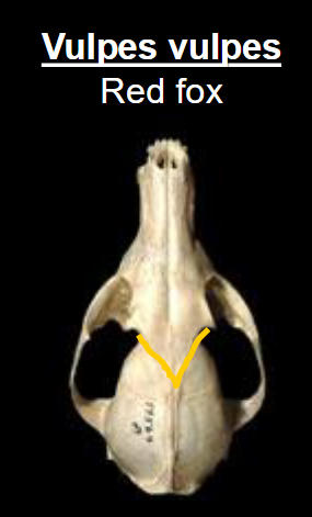 <p>Vulpes vulpes</p>