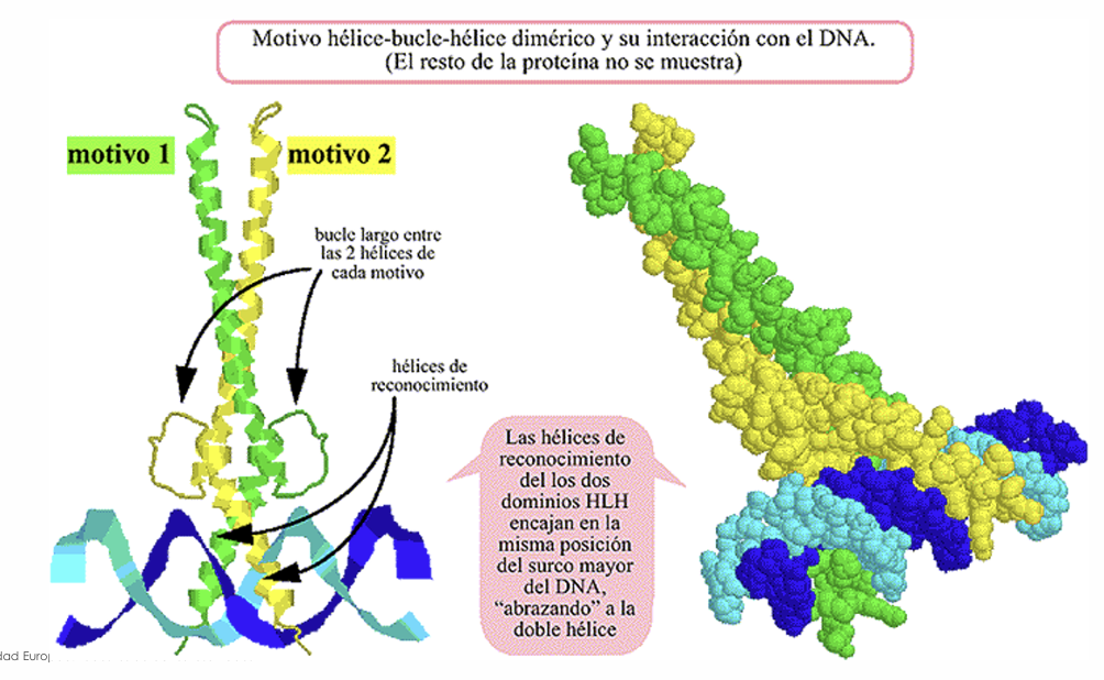 <p>Es un motivo proteico que consta de dos segmentos en α−hélice. El péptido que lo une es más largo que el del motivo hélice-giro-hélice, con más posibilidades de orientación de la hélice</p>
