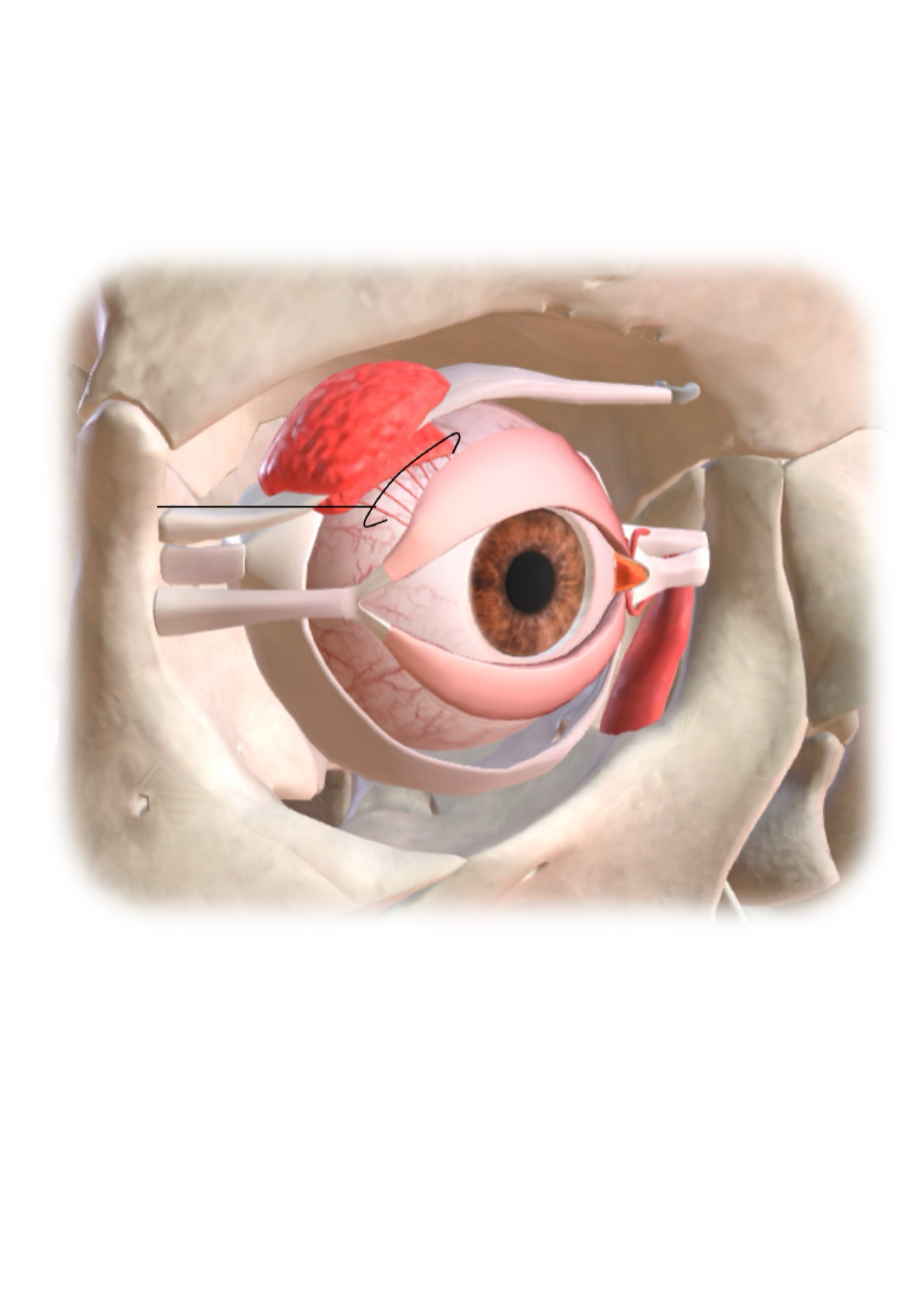 <p><strong><em><u>Lacrimal Ducts</u></em></strong></p><ul><li><p>Transfer fluid to conjunctiva</p></li></ul><p></p>