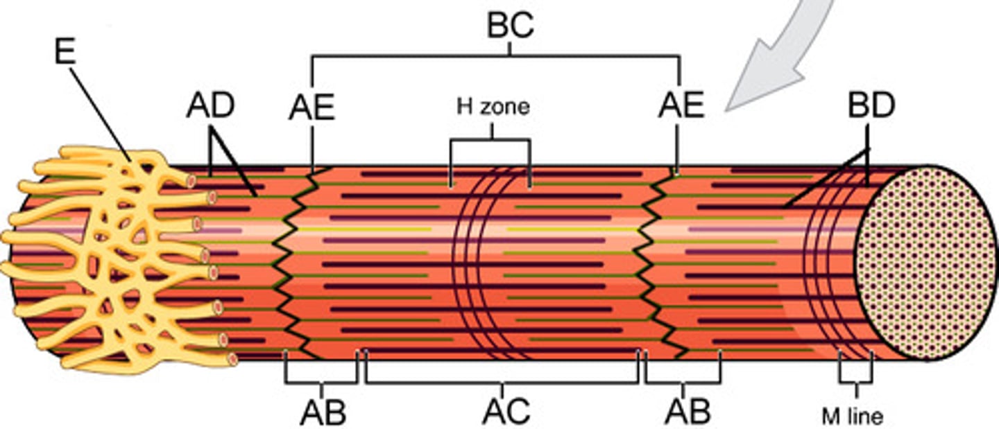 <p>AC- portion of sarcomere containing both actin and myosin</p>