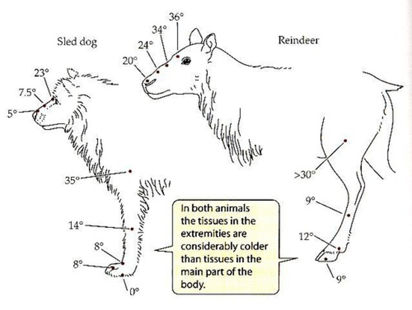 <p>Fat deposits that provide insulation.</p>