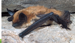 <p>fringed myotis</p>