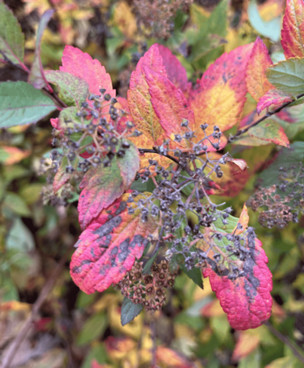 <p>infructescence, lanceolate leaf w teeth 2/3 down, serrate margin, small shrubby, reddish yellow fall color</p>