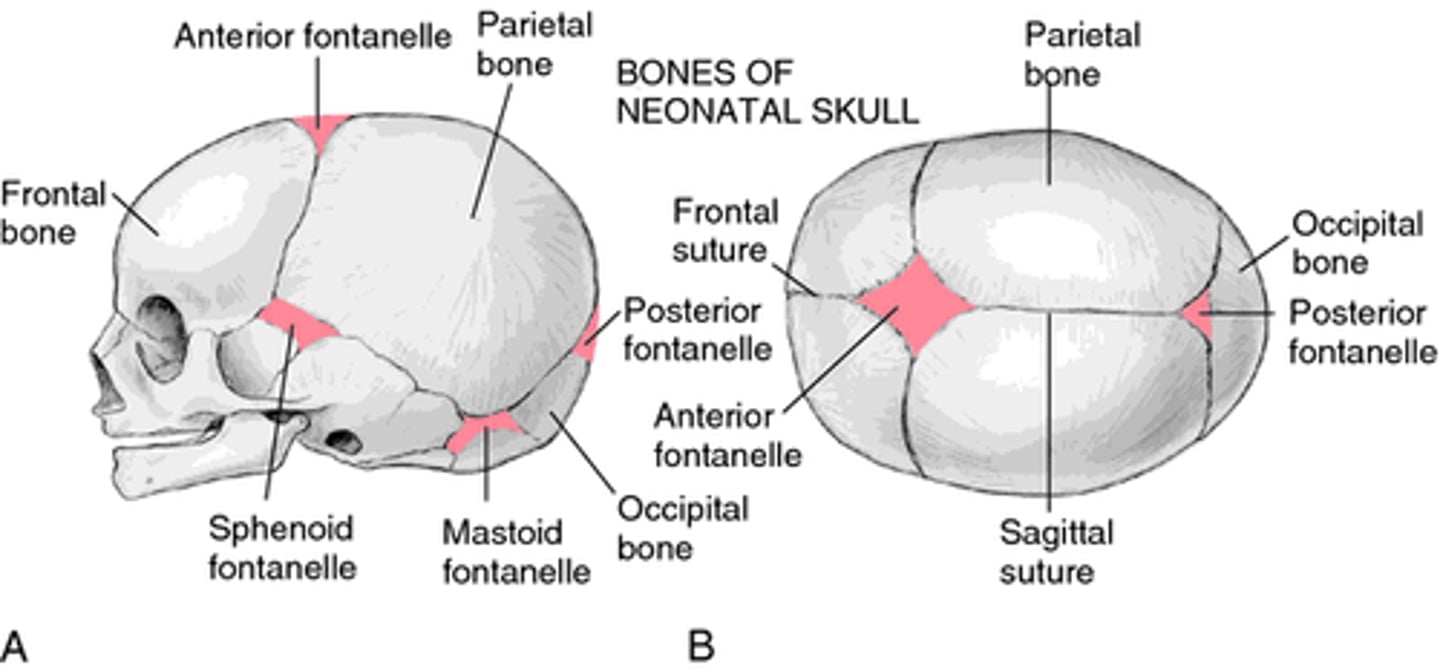<p>Enables fetal skull to modify size and shape for birth - Permits rapid growth of brain in infancy</p><p>uses intramembranous ossification</p>