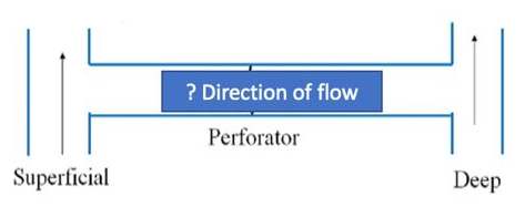<p>Which direction is venous flow? </p>