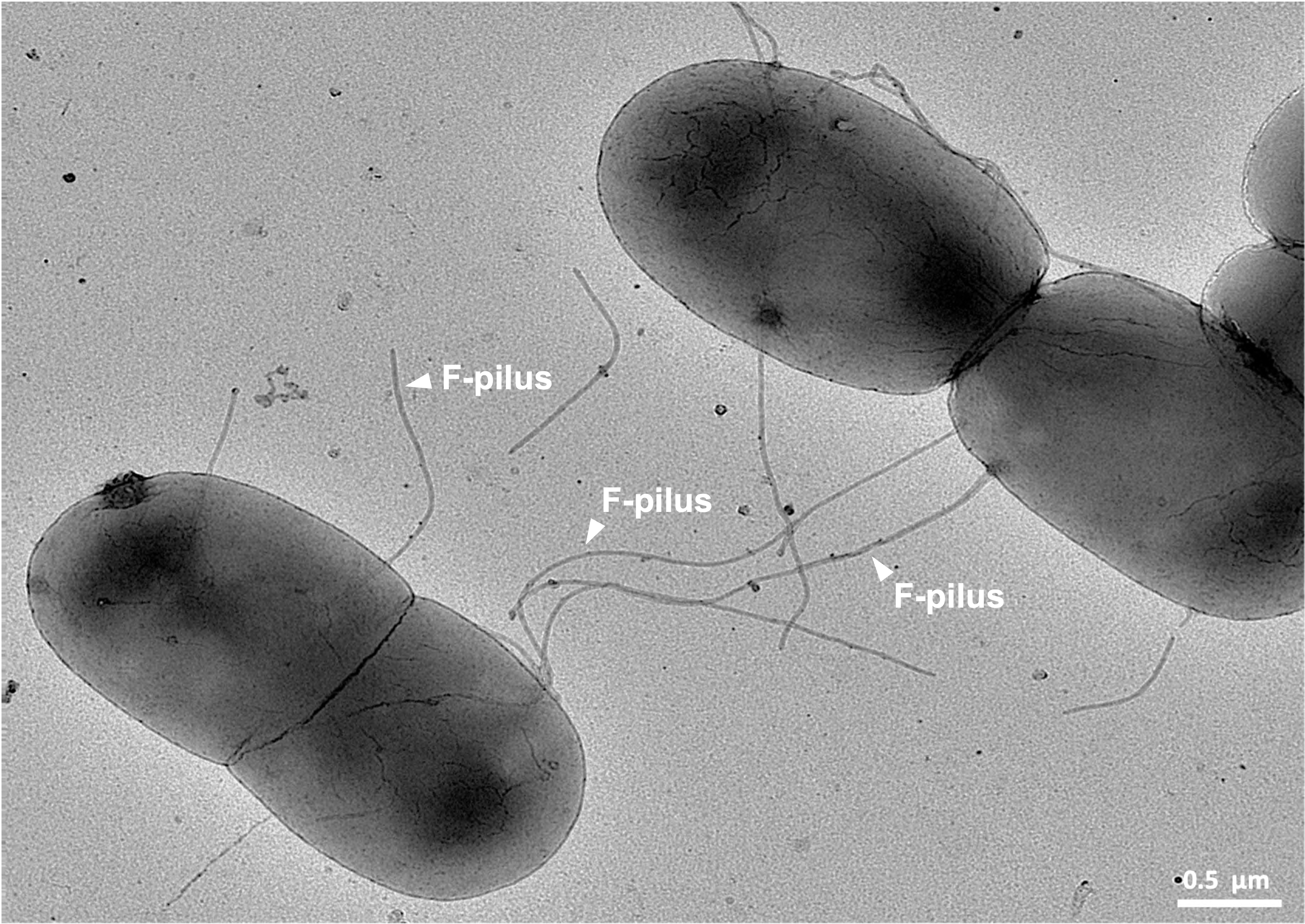 <p>conjugation:</p><ul><li><p>involves transfer of genetic material from one cell to another by cell-to-cell contact through a bridging structure called a pilus</p></li><li><p>creates new cells with new genetic combinations (provides a chance that some cells may be better adapted to changing conditions)</p></li><li><p>can only take place between non-identical bacterial cells</p></li><li><p>creates only a single genetically unique daughter, but this new cell can undergo binary fission to create a colony of cells</p></li></ul>
