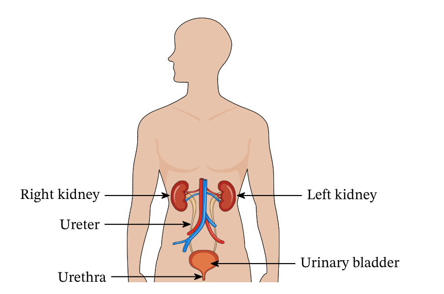 <p>Urethra</p>