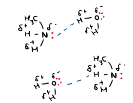 <p>The lone pair of electrons on nitrogen can form hydrogen bonds with hydrogen atoms on water molecules. The lone pair on oxygen can also form hydrogen bonds with hydrogen on the amine.</p>