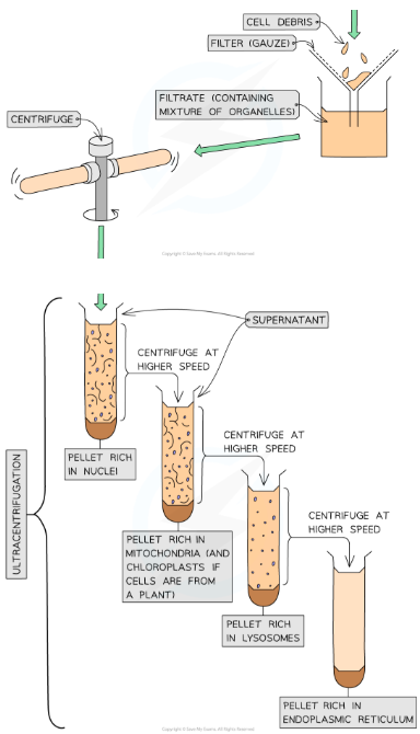 <ul><li><p>filtrate placed into a tube → tube placed in a centrifuge (machine which separates materials by spinning)</p></li><li><p>filtrate spun in centrifuge at increasing speeds</p><ul><li><p>heaviest organelles form a pellet at the bottom while the rest stay suspended in the solution above the pellet } solution is called ‘supernatant’</p></li></ul></li><li><p>supernatant is re-spun at higher speeds to isolate lighter organelles</p></li><li><p>process repeated at increasing speeds until all different types of organelle present are separated out</p></li></ul><p></p>