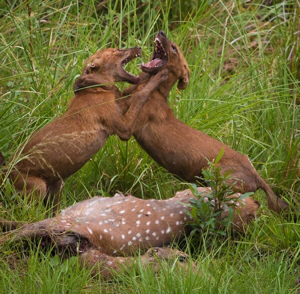 <p>interaction between organisms that involves the use of the same resource that is in limited supply. Can be direct or indirect, and can occur between members of the same species (intraspecific competition) or between different species (interspecific competition)</p>