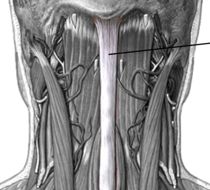 <p>Which ligament of the intervertebral is the nape of the neck?</p>