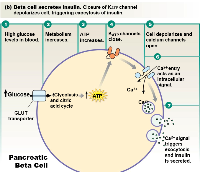 __components__:

* **ATP-gated K+ channel**: closes with ATP
* **voltage-gated Ca2+ channel**: opens with more positive membrane potential

\
__with high glucose levels__:

* glucose flows into cell and metabolism increases
* increase in ATP causes K+ channel to close
* K+ no longer leaves cell
* membrane potential **depolarizes** (more positive)
* voltage-gated Ca2+ channel opens
* Ca2+ enters cell and triggers exocytosis of insulin