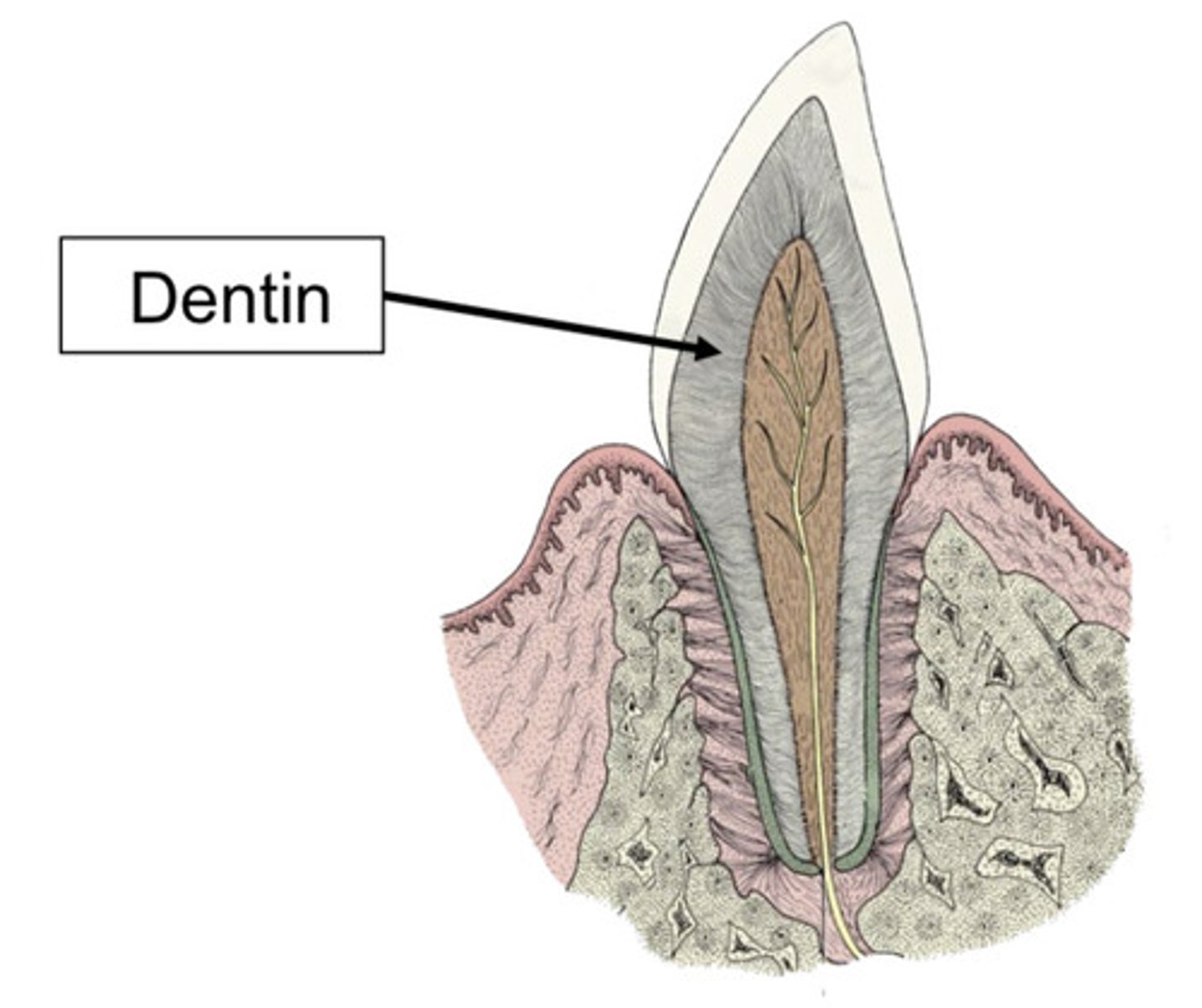 <p>Which type of dentin is being described?</p><p>- present before the tooth erupts</p>