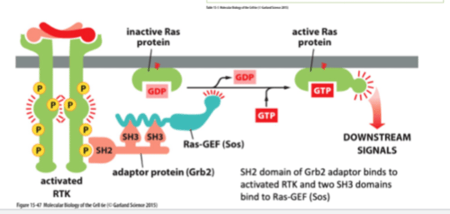 <p>RTK is activated through autophosphorylation. </p><p>Adaptor proteins bind to the RTK which requires SH2 domains, which then binds SOS (Ras Guanosine Exchanger factor GEF), which promotes the exchange of GDP to GTP. Once GTP is bound, Ras is activated.</p><p>1. signal molecule binds and activates RTK - autophosphorylation</p><p>2. An adaptor protein (Grb2) docks on a particular phosphotyrosine on the phosphorylated RTK </p><p>3. the adaptor recruits a Ras guanine nucletide exchange factor (Ras-GEF) (Sos) that stimulates Ras to exchange its bound GDP for GTP (Ras is activated when in GTP form)</p><p>4. Activated Ras can now stimulate downstream signalling pathways→ex: cell division pathways</p>