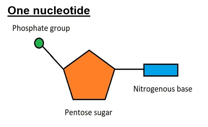 <p>A phosphate group, pentose sugar and nitrogenous base.</p>