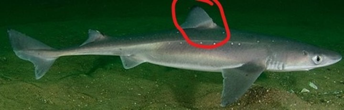 <p>Prevents rolling and aids sudden turns — Midline fin on dorsum anteriorly behind head</p>