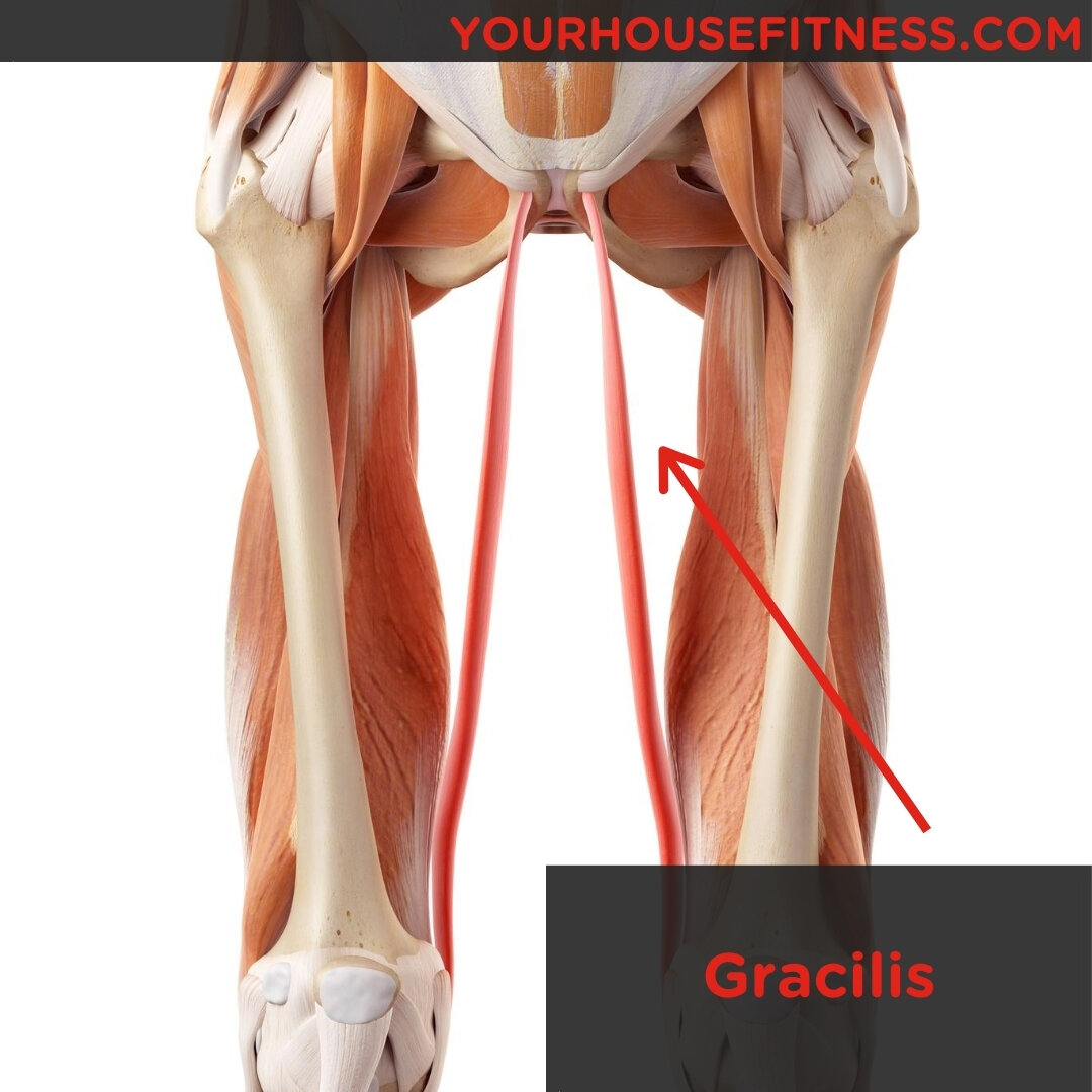 <p>A muscle that adducts the thigh and flexes the leg, located in the inner thigh.</p>