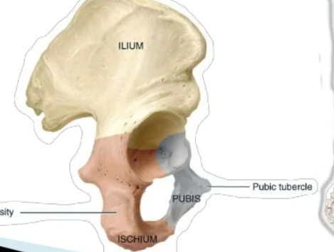 <p>Small, rounded process</p><p>ex: Ischial spine</p>