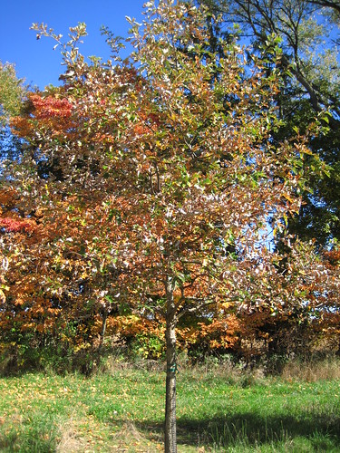 (Quercus bicolor)